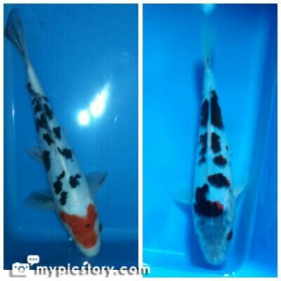 JUAL KOI BLITAR PAKETAN MURMER - BANDUNG