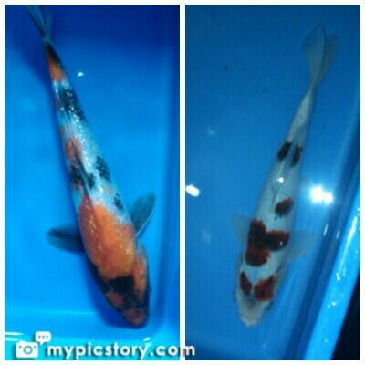 JUAL KOI BLITAR PAKETAN MURMER - BANDUNG