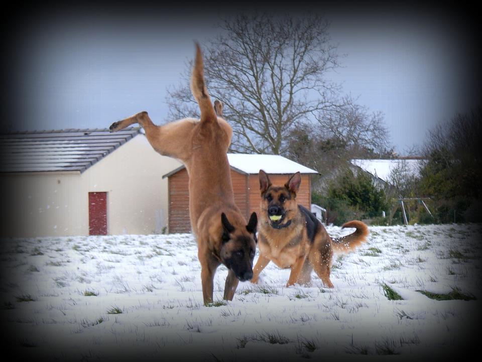 ★★★★ Anjing Belgian Malinois Dog Lovers K9 Police Club ★★★★