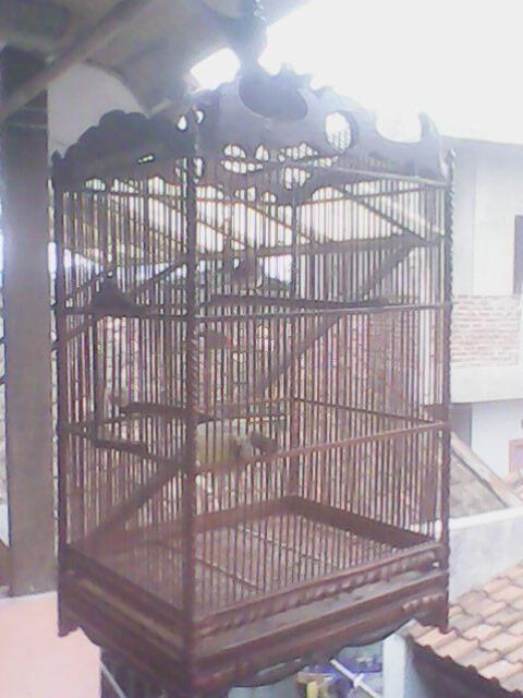 Terjual Burung Ciblek Siap Kontes Dan Cendet Madura Prosfek