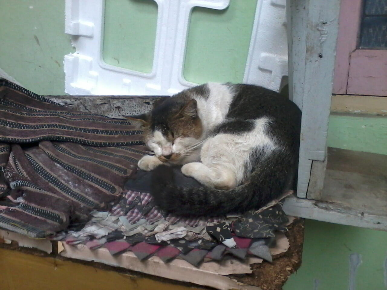 SEMAKIN TUA KUCING SEMAKIN SUKA TIDUR, BENARKAH? &#91;PIC++&#93;