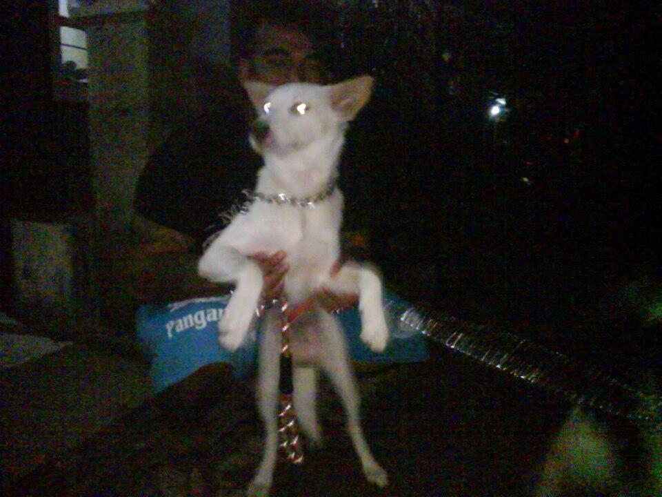 dog lovers bandung