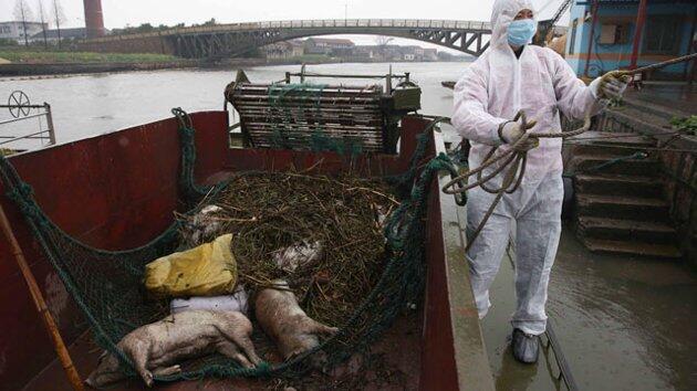 Bangkai 6000 babi di sungai Cina