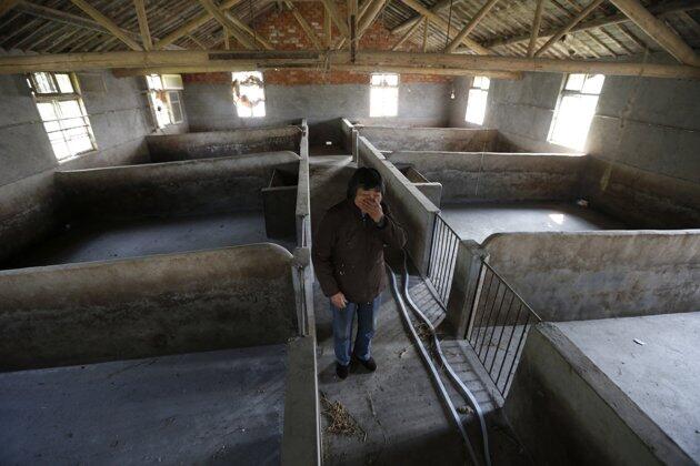 Bangkai 6000 babi di sungai Cina