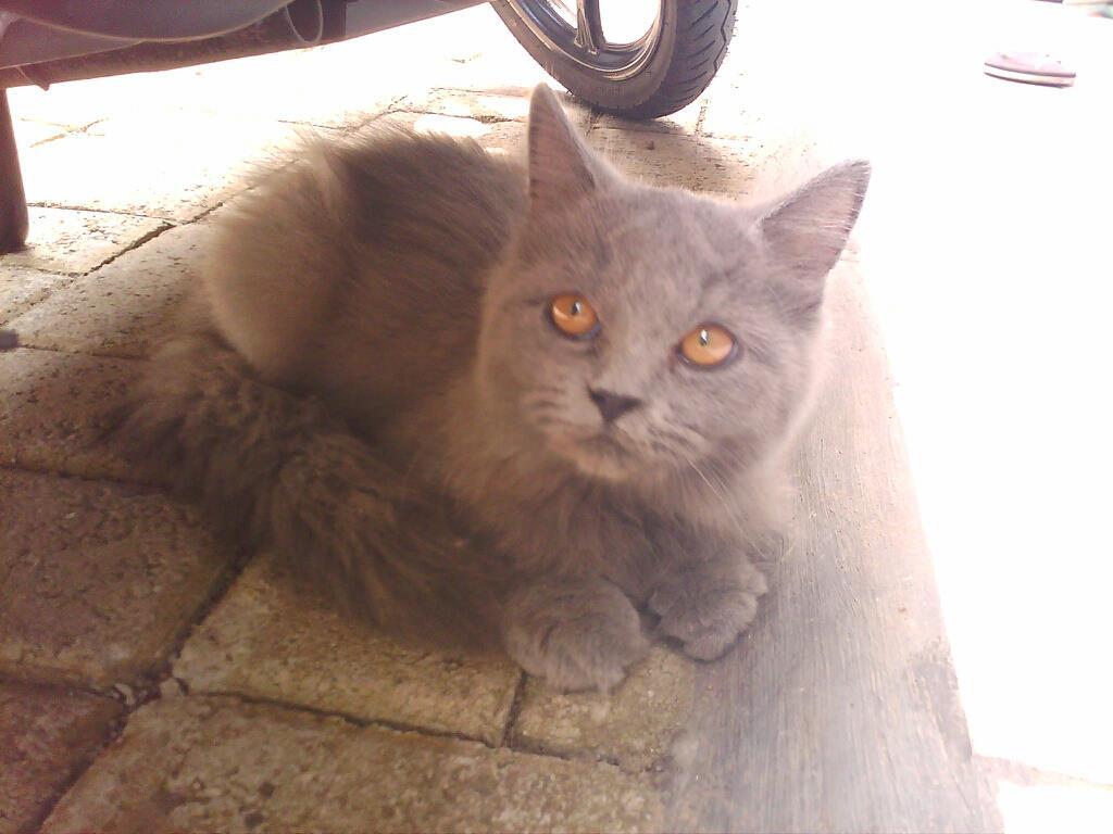 Kucing Persia - Anggora Murah