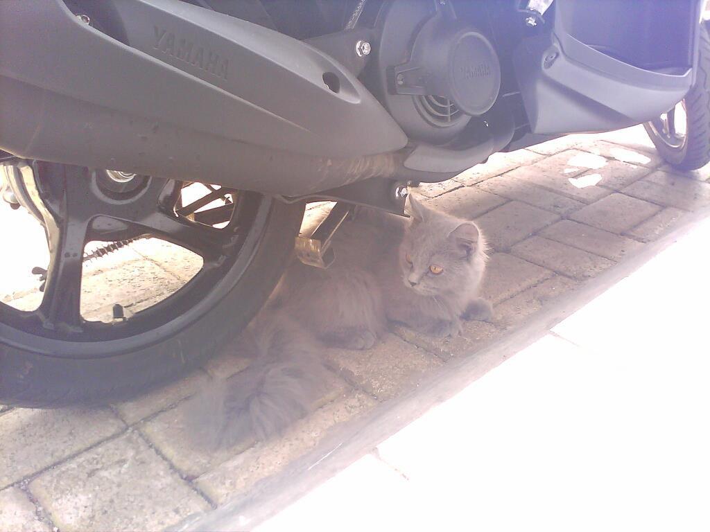 Kucing Persia - Anggora Murah