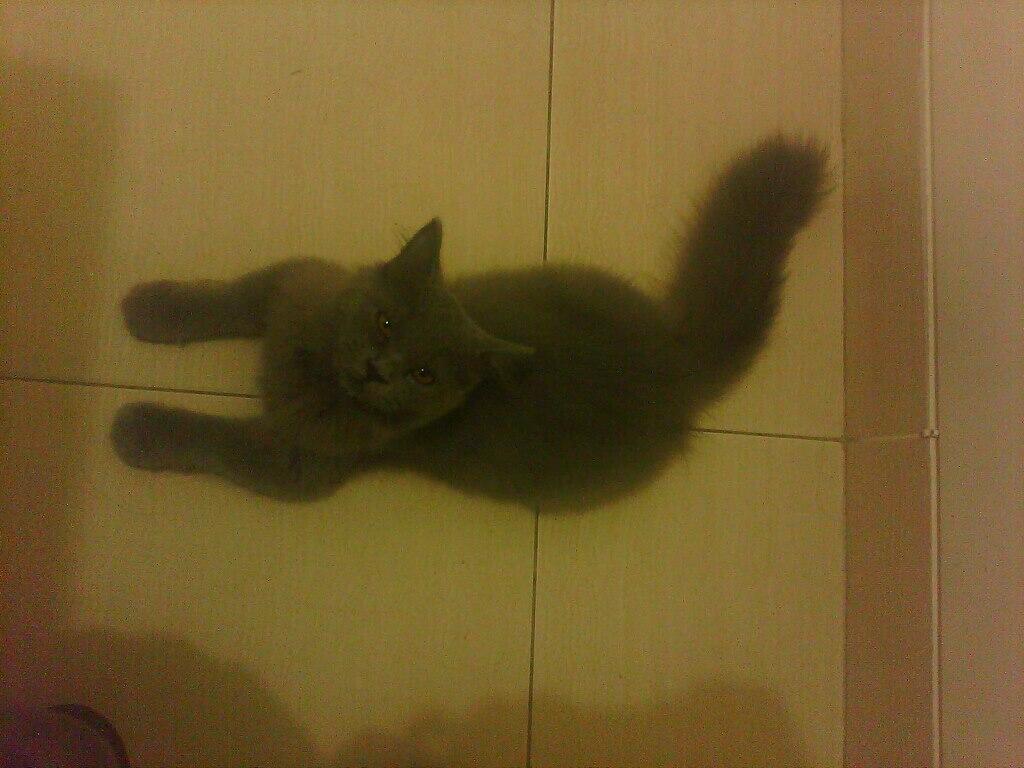 Kucing Persia - Anggora Murah