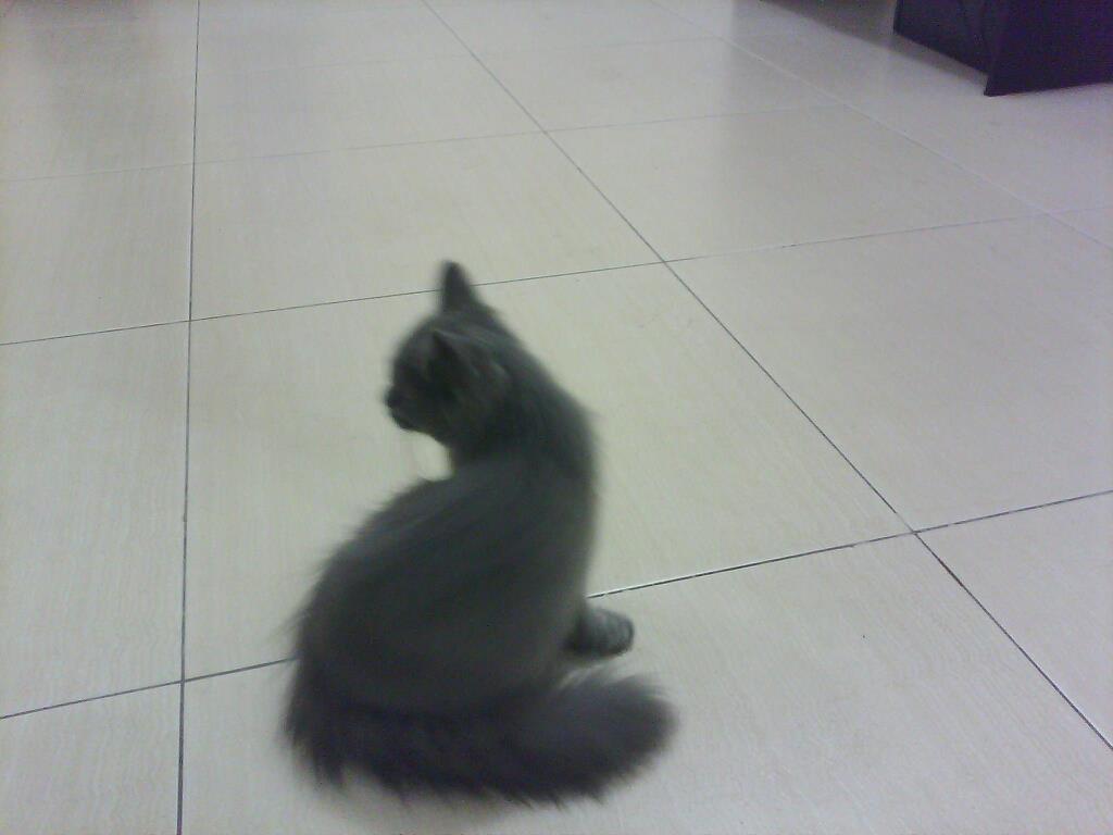 Kucing Persia - Anggora Murah