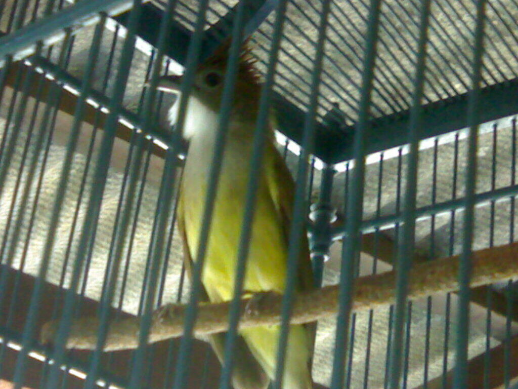 Terjual Jual Burung Cucak Jenggot Istimewa Surabaya Kaskus