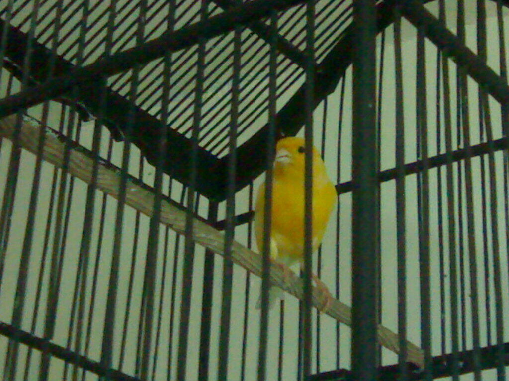 Terjual Jual Burung Kenari Surabaya Bayu Kaskus<script async src=