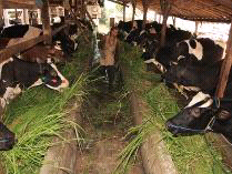 Kotoran Sapi Disulap
Jadi Pengharum Ruangan