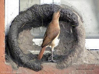 Mengintip Proses Burung Membangun Sarangnya