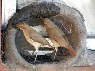 Mengintip Proses Burung Membangun Sarangnya