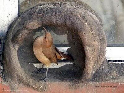 Mengintip Proses Burung Membangun Sarangnya