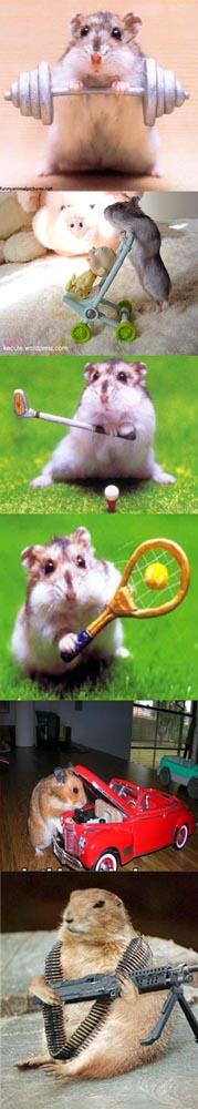 hamster = manusia?