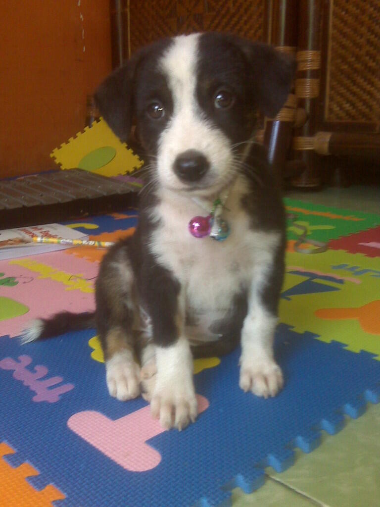 Anjing Kampung/Mongrel/Mix Breed/Campuran/Silangan Lover's - Part 2 - Page 58 | KASKUS