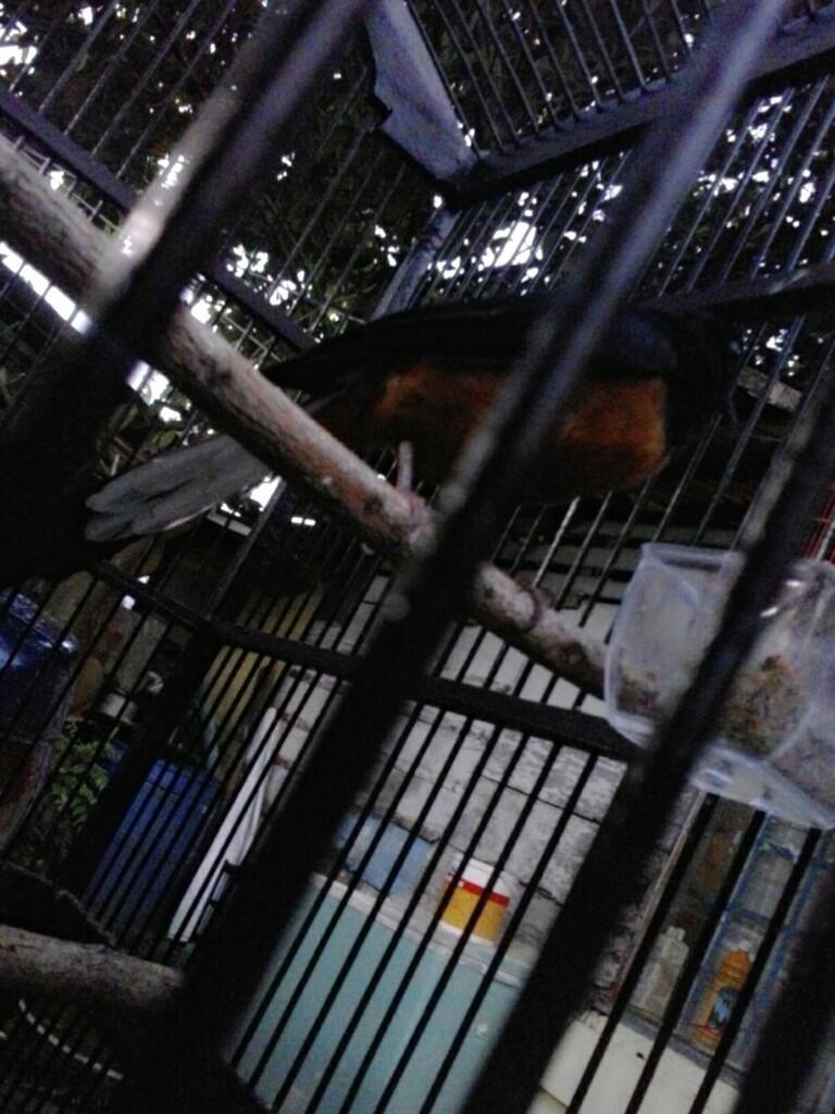 Murai Batu Mania