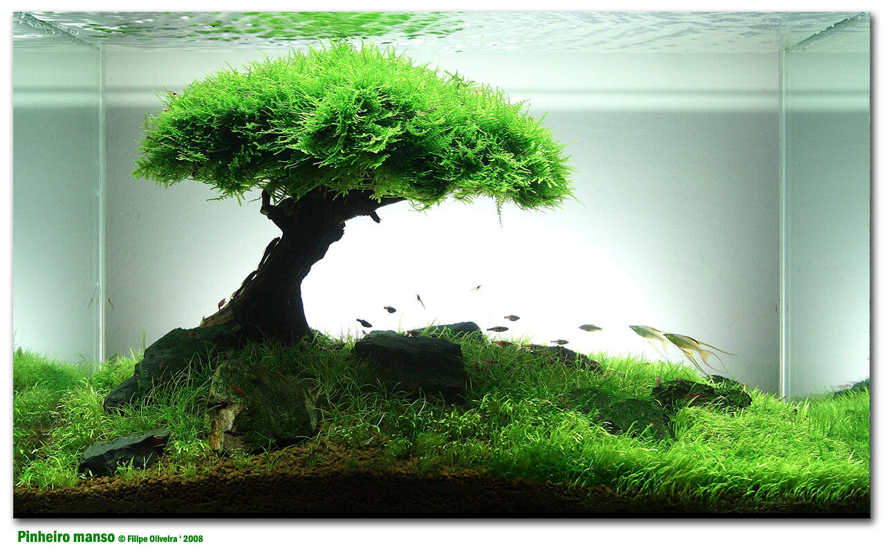Aquascape &quot;Miniatur Alam dalam Air&quot;