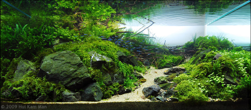 Aquascape &quot;Miniatur Alam dalam Air&quot;