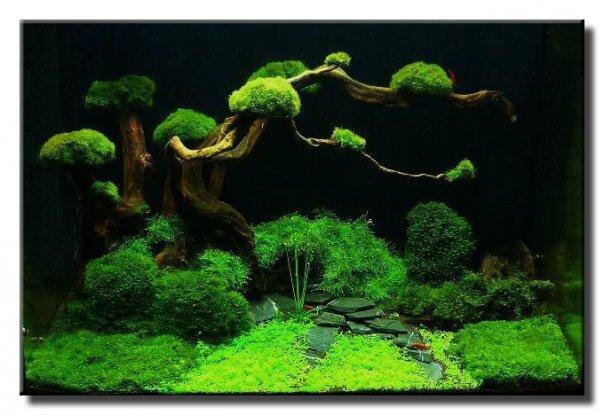 Aquascape &quot;Miniatur Alam dalam Air&quot;