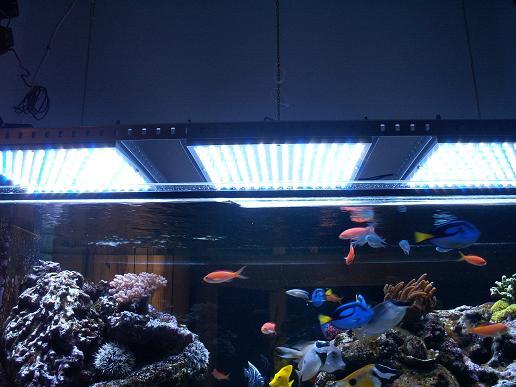 Aquascape &quot;Miniatur Alam dalam Air&quot;