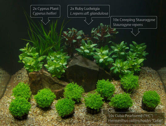 Aquascape &quot;Miniatur Alam dalam Air&quot;