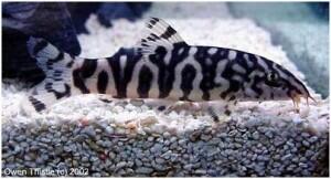 Aquascape &quot;Miniatur Alam dalam Air&quot;