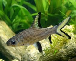 Aquascape &quot;Miniatur Alam dalam Air&quot;