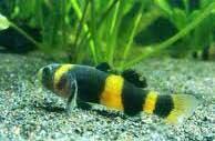 Aquascape &quot;Miniatur Alam dalam Air&quot;