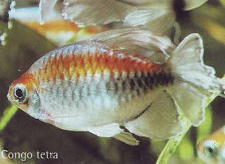 Aquascape &quot;Miniatur Alam dalam Air&quot;