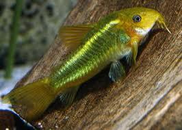 Aquascape &quot;Miniatur Alam dalam Air&quot;