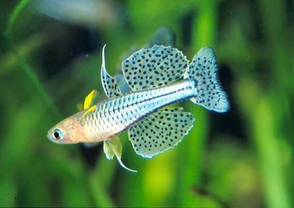 Aquascape &quot;Miniatur Alam dalam Air&quot;