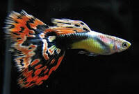 Aquascape &quot;Miniatur Alam dalam Air&quot;