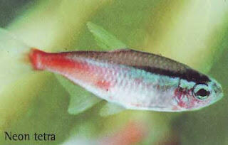 Aquascape &quot;Miniatur Alam dalam Air&quot;