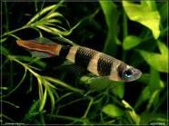 Aquascape &quot;Miniatur Alam dalam Air&quot;