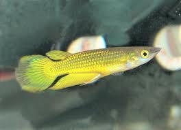 Aquascape &quot;Miniatur Alam dalam Air&quot;
