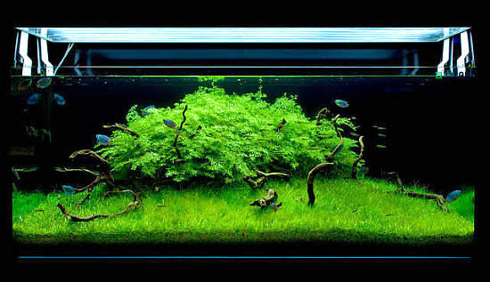 Aquascape &quot;Miniatur Alam dalam Air&quot;