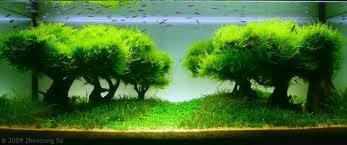 Aquascape &quot;Miniatur Alam dalam Air&quot;