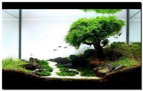 Aquascape &quot;Miniatur Alam dalam Air&quot;