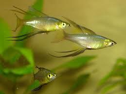 Aquascape &quot;Miniatur Alam dalam Air&quot;