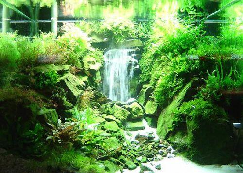 Aquascape &quot;Miniatur Alam dalam Air&quot;