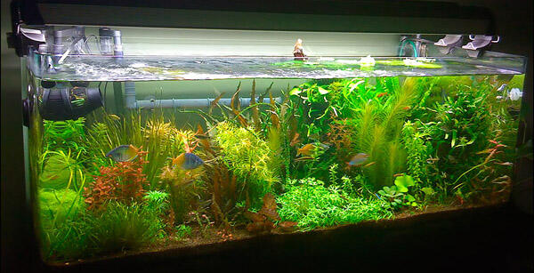 Aquascape &quot;Miniatur Alam dalam Air&quot;