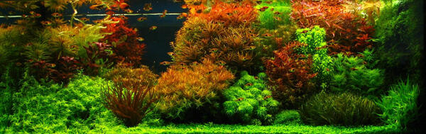 Aquascape &quot;Miniatur Alam dalam Air&quot;