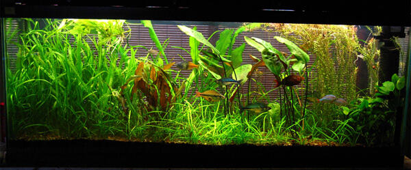Aquascape &quot;Miniatur Alam dalam Air&quot;