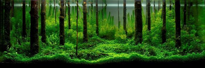 Aquascape &quot;Miniatur Alam dalam Air&quot;