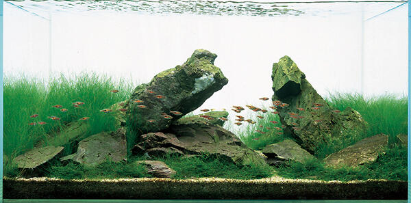 Aquascape &quot;Miniatur Alam dalam Air&quot;