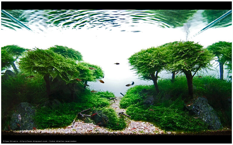 Aquascape &quot;Miniatur Alam dalam Air&quot;