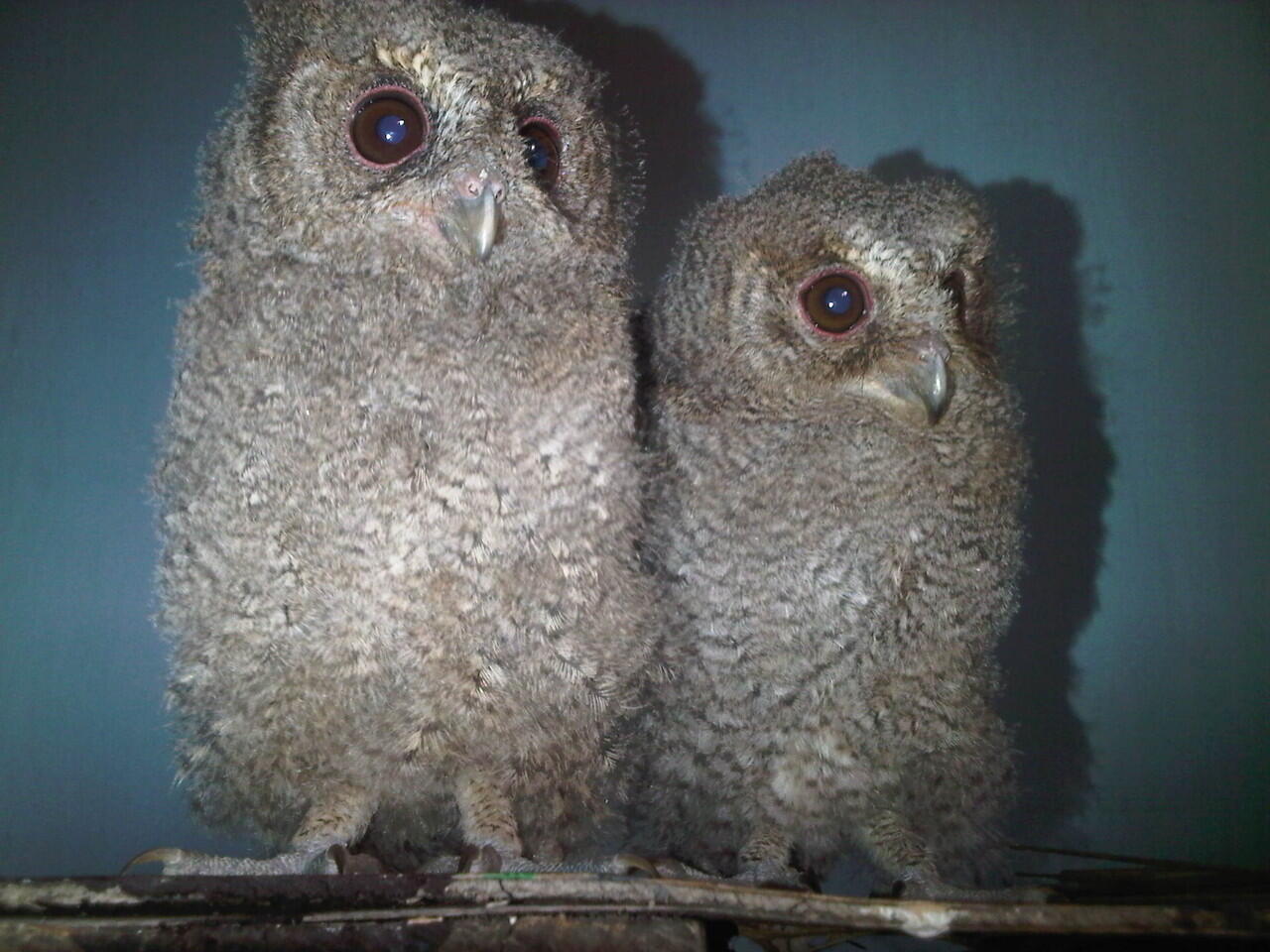 burung hantu celepuk umur 1 bulanan bandung