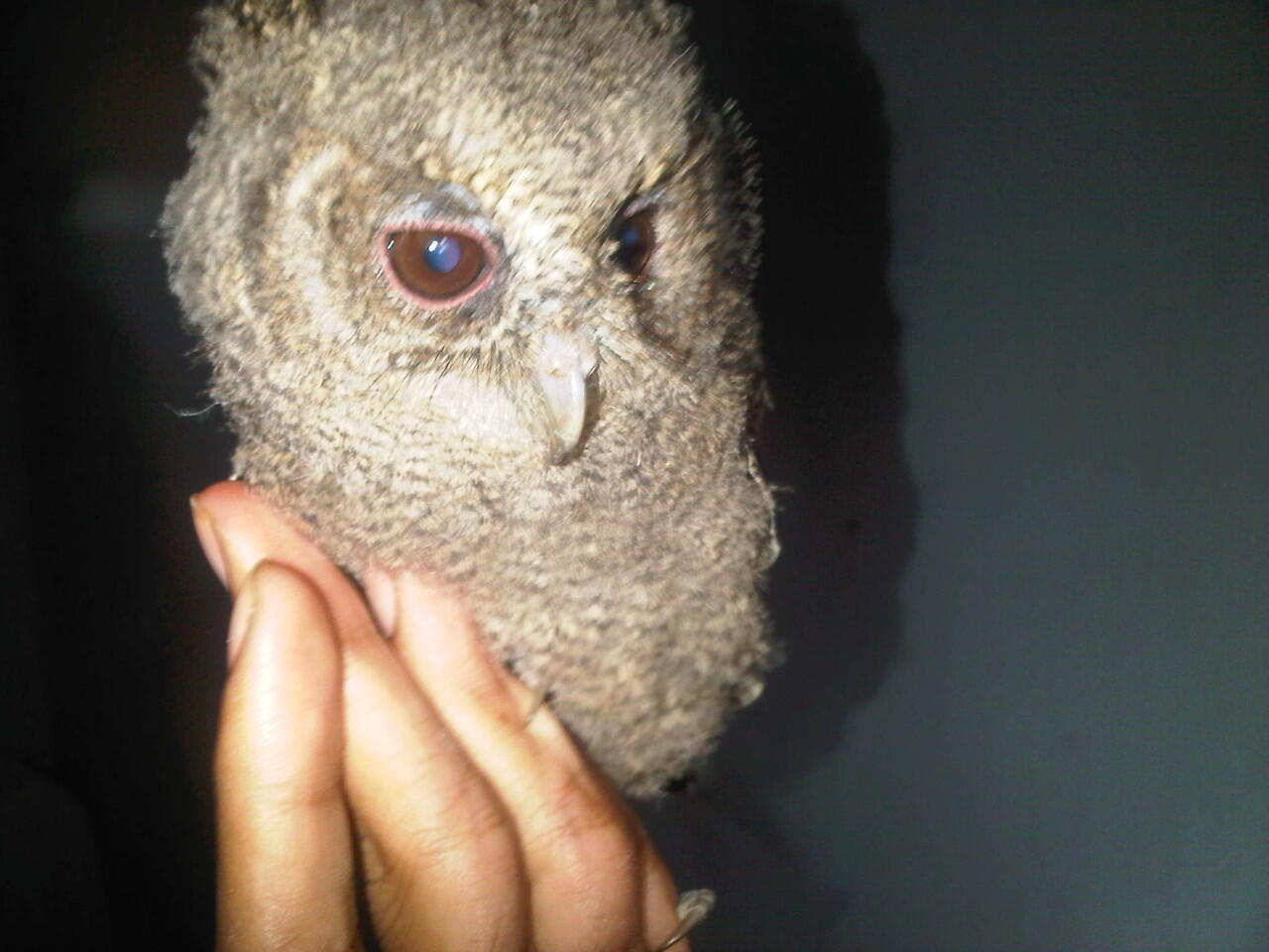 burung hantu celepuk umur 1 bulanan bandung
