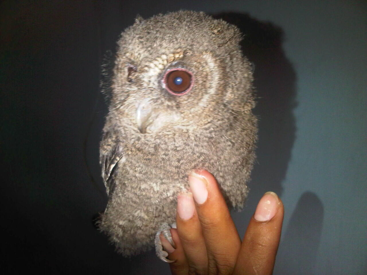 burung hantu celepuk umur 1 bulanan bandung